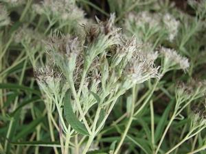 Eupatorium resinosum