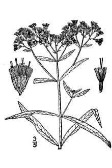 Eupatorium resinosum