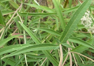 Eupatorium resinosum