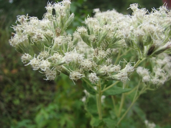 Eupatorium rotundifolium