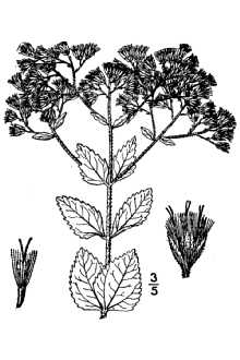 Eupatorium rotundifolium