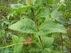 Eupatorium rotundifolium