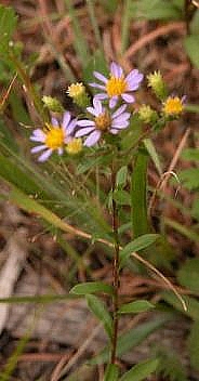Eurybia compacta