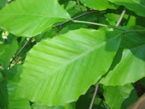 Fagus grandifolia