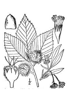 Fagus grandifolia