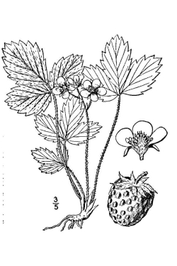 Fragaria virginiana