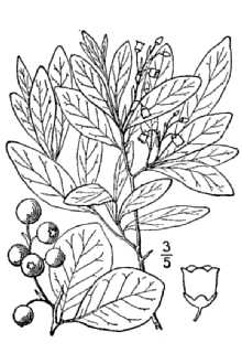 Lachnanthes caroliana