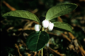 Gaultheria procumbens