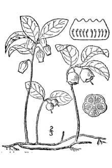 Gaultheria procumbens