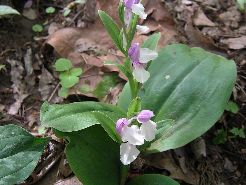 Galearis spectabilis