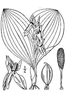 Galearis spectabilis