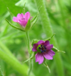Geranium dissectum