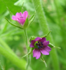 Geranium dissectum