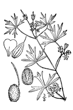 Geranium dissectum