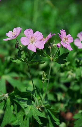 Geranium maculatum