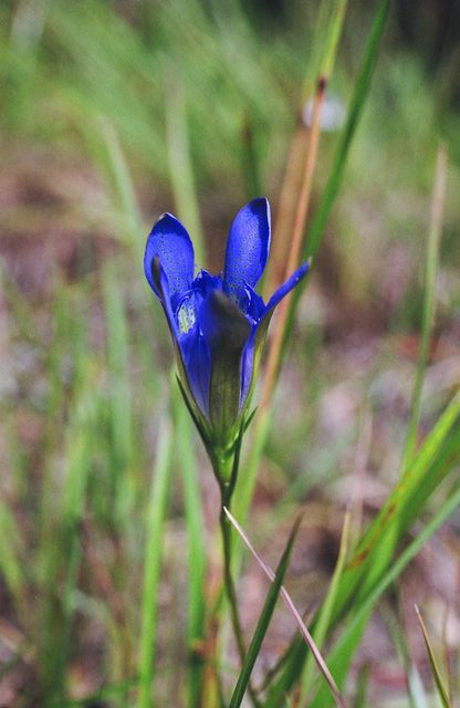 Gentiana autumnalis 