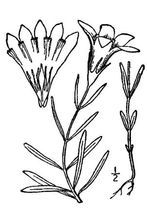 Gentiana autumnalis 