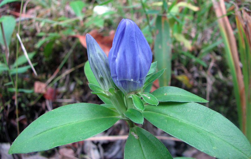 Gentiana saponaria