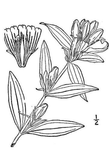 Gentiana saponaria