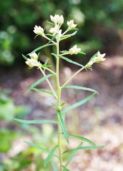 Pseudognaphalium obtusifolium