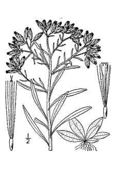 Pseudognaphalium obtusifolium