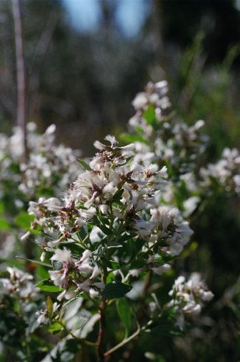 Baccharishalimifolia