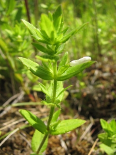 Gratiola pilosa