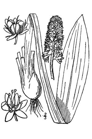 Helonias bullata