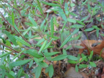 Helianthemum canadense