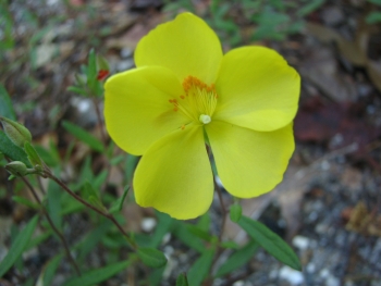 Helianthemum canadense