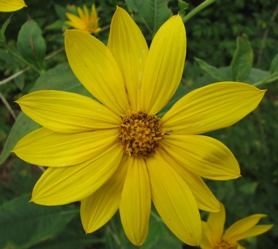 Helianthus tuberosus