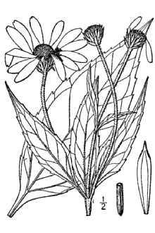 Helianthus tuberosus