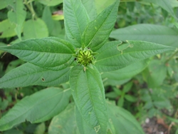 Helianthus tuberosus