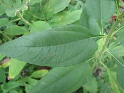 Helianthus tuberosus