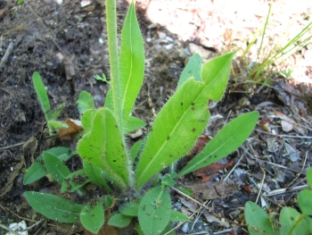 Hieracium caespitosum