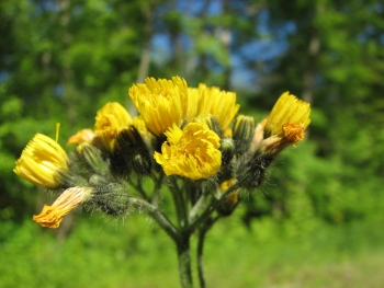 Hieracium venosum