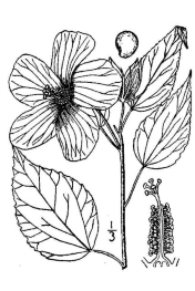 Hibiscus moscheutos 