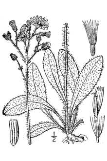 Hieracium venosum