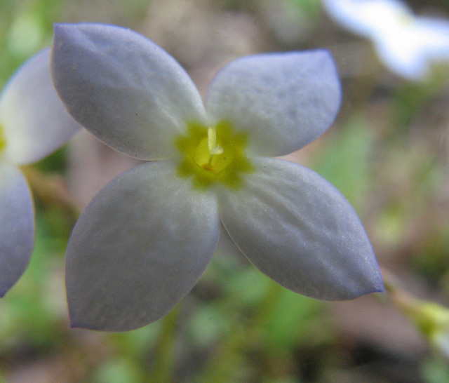 Houstonia caerulea