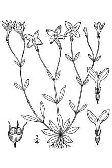 Houstonia caerulea