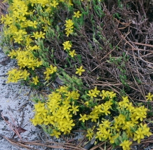 Hudsonia ericoides