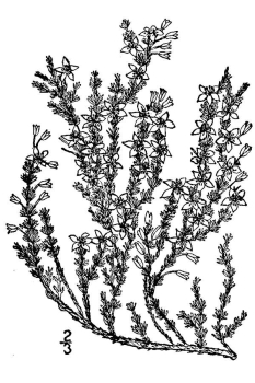 Hudsonia ericoides