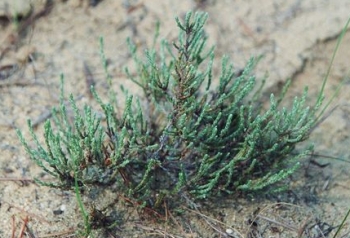 Hudsonia tomentosa 