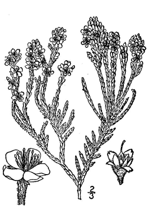 Hudsonia tomentosa 