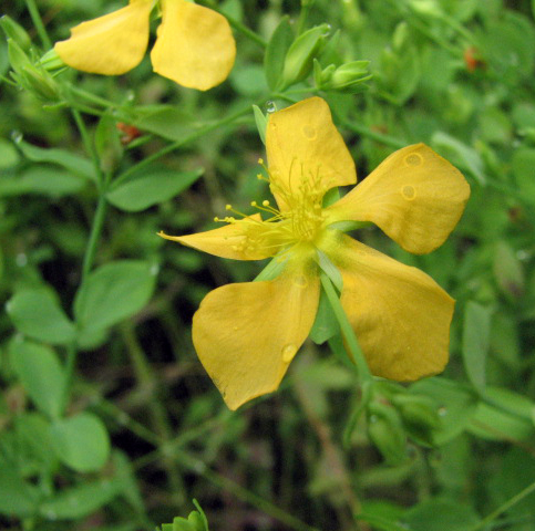 Hypericum denticulatum