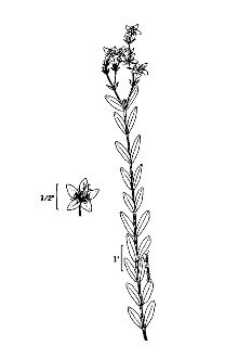 Hypericum denticulatum