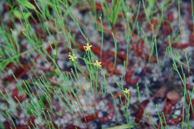 Hypericum gentianoides