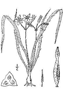 Hypoxis hirsuta