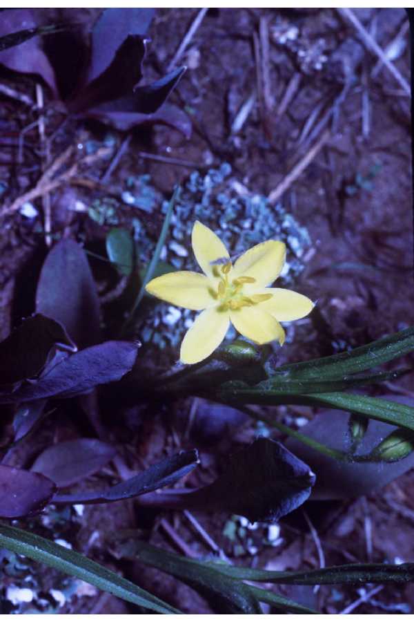 Hypoxis hirsuta