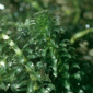 hydrilla